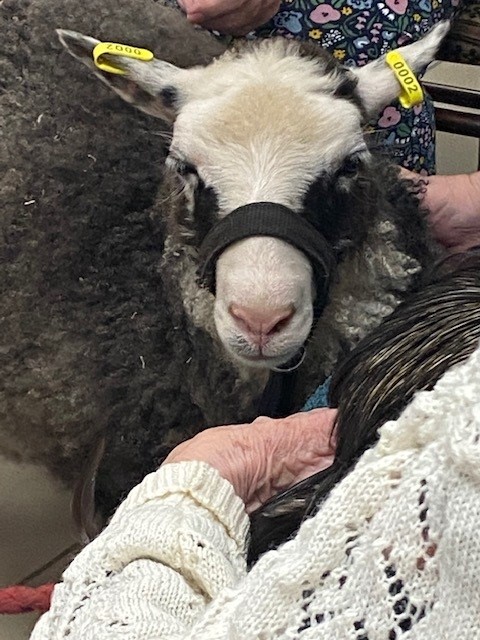 Vuosaaressa eläinvierailijoita - Ilmari Helanderin Vanhusten säätiö - Helander-kodit