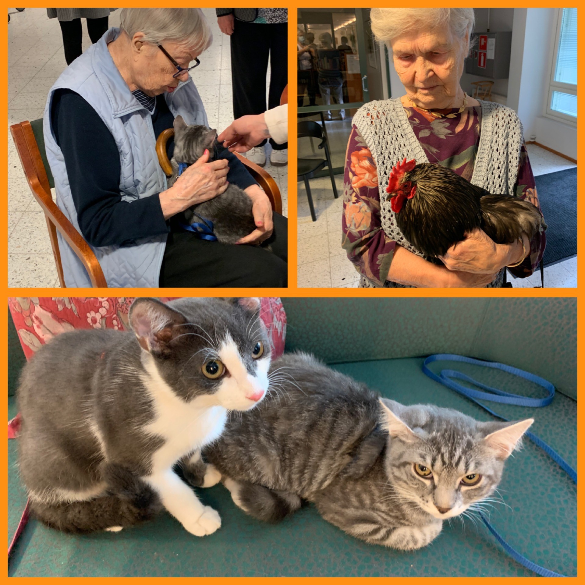 Kukko kiekuu - Ilmari Helanderin Vanhusten säätiö - Helander-kodit